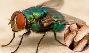 Gobierno liberará más moscas para contener al barrenador