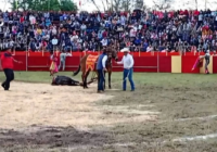 En corrida de Ixhuatlancillo matan a 3 toros, acción ilegal
