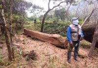 Operativo interinstitucional contra la tala ilegal en la Reserva de la Biosfera Los Tuxtlas