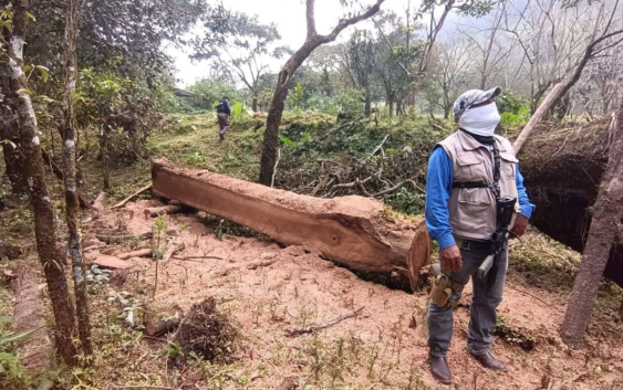 Operativo interinstitucional contra la tala ilegal en la Reserva de la Biosfera Los Tuxtlas