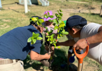 Unen ciudadanía y Gobierno de Coatzacoalcos esfuerzos en jornada de reforestación en Santa Martha