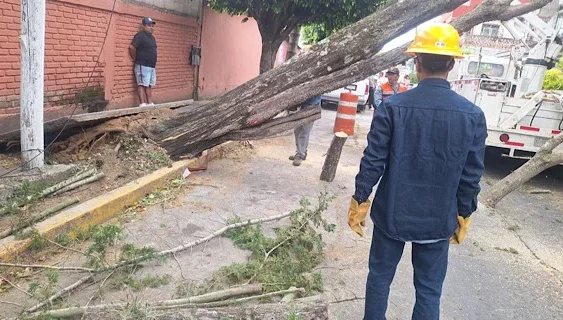 NOS DEJA FF41 SIN 36 ÁRBOLES!