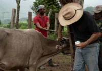 Detectan en Veracruz ocho casos de miasis por gusano barrenador en humanos