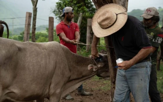 Detectan en Veracruz ocho casos de miasis por gusano barrenador en humanos