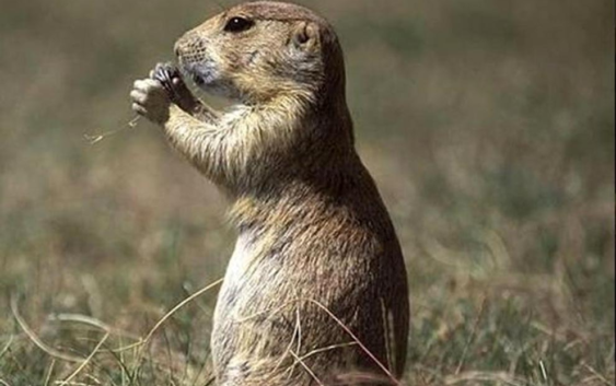 Pastizales: bosque invertido que sostiene vida y combate el cambio climáticoMichel Olguín Lacunza