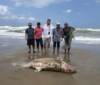Mueren 2 delfines tras derrame de crudo en Veracruz