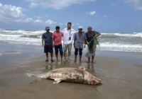 Mueren 2 delfines tras derrame de crudo en Veracruz Mueren 2 delfines tras derrame de crudo en Veracruz