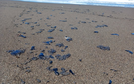 Alerta en Costa Esmeralda por presencia de hidrocarburo