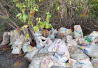 Comunidades indígenas de Pajapan encabezan labores de limpieza tras derrame de hidrocarburo