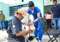 Inicia Campaña de Esterilización Gratuita de Felinos y Caninos en la ciudad de Veracruz