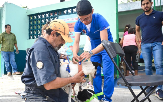Inicia Campaña de Esterilización Gratuita de Felinos y Caninos en la ciudad de Veracruz