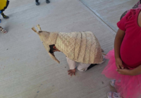 Niño ‘armadillo’ conquista a las redes con su disfraz hecho de petate | FOTOS