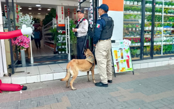 Policía Municipal de Coatzacoalcos fortalece la proximidad social con la Unidad Canina en el centro de la ciudad