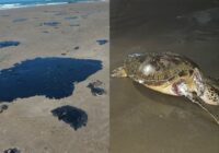 ‘Sigue llegando chapopote mortífero’; comunidades documentan afectaciones por derrame en el Golfo de México