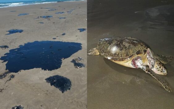 ‘Sigue llegando chapopote mortífero’; comunidades documentan afectaciones por derrame en el Golfo de México