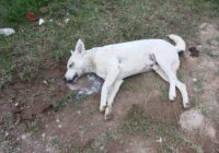 Más de 14 perros envenenados, la noche del martes, en Xalapa