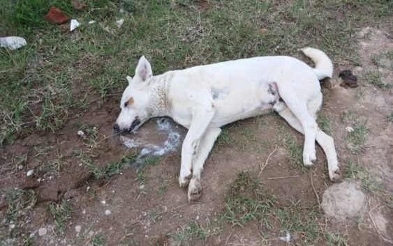 Más de 14 perros envenenados, la noche del martes, en Xalapa