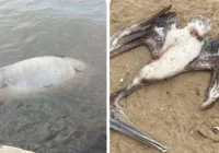 DOS MUERTOS MÁS EN LAS PLAYAS!