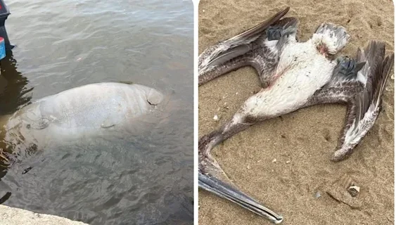 DOS MUERTOS MÁS EN LAS PLAYAS!