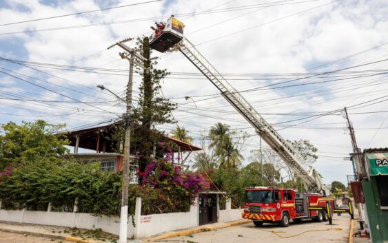 Gobierno Municipal realiza derribo preventivo de un ejemplar