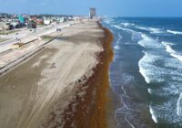Retira Gobierno de Coatzacoalcos 600 toneladas de sargazo en playas de Coatzacoalcos