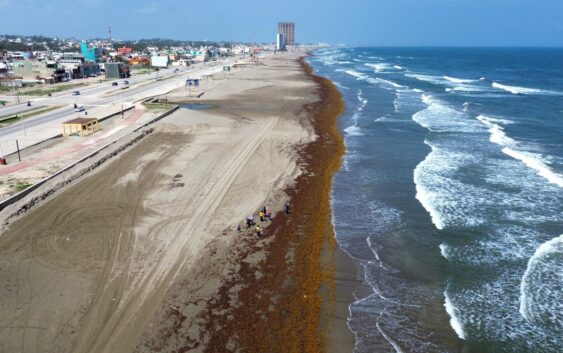 Retira Gobierno de Coatzacoalcos 600 toneladas de sargazo en playas de Coatzacoalcos