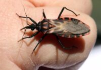 Informa IMSS Veracruz Sur sobre enfermedad de Chagas