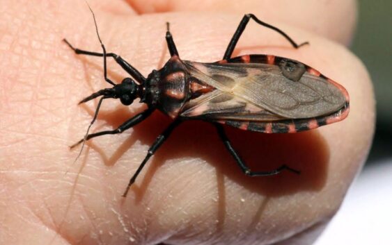 Informa IMSS Veracruz Sur sobre enfermedad de Chagas
