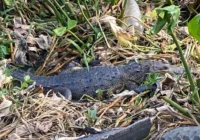 Cocodrilos aparecen en canal de Coatzacoalcos y generan preocupación entre habitantes