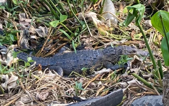 Cocodrilos aparecen en canal de Coatzacoalcos y generan preocupación entre habitantes