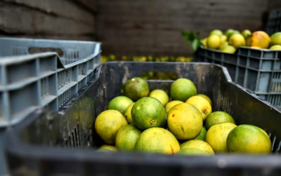 Crisis en la producción de cítricos en Álamo Temapache por estrés hídrico y plagas