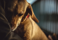 Cómo apoyar a quien ha perdido a una mascota