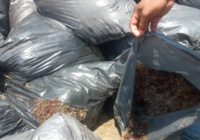 Bolsas abandonadas en Alvarado contienen sargazo no chapopote: Semar