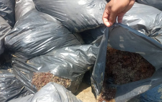 Bolsas abandonadas en Alvarado contienen sargazo no chapopote: Semar