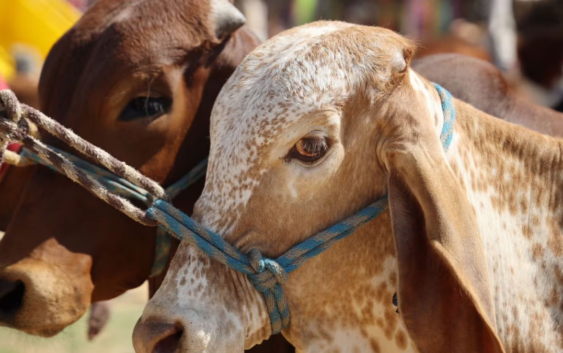 Nuevos casos de gusano barrenador en México presionan a ganaderos de EU; Texas, uno de los más afectados