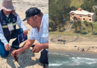 La Semarnat dice que van 890 toneladas de crudo recolectadas tras derrame en el Golfo La Semarnat dice que van 890 toneladas de crudo recolectadas tras derrame en el Golfo