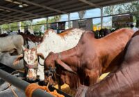 Robo de ganado en Veracruz: 148 reses desaparecen y nadie vio nada