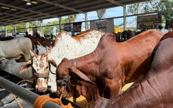 Robo de ganado en Veracruz: 148 reses desaparecen y nadie vio nada