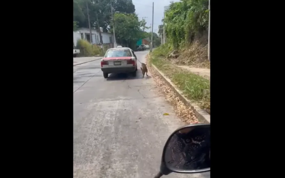 Exhiben y denuncian a taxista por presunto maltrato animal