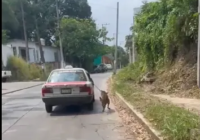 Exhiben y denuncian a taxista por presunto maltrato animal
