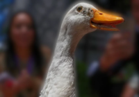 ¿Cuánto tendrán que pagar las marcas por usar al Pato Merlín? Esto valdría su imagen tras su registro oficial ¿Cuánto tendrán que pagar las marcas por usar al Pato Merlín? Esto valdría su imagen tras su registro oficial