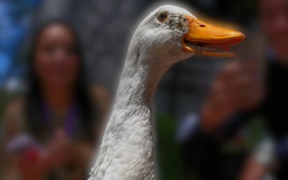 ¿Cuánto tendrán que pagar las marcas por usar al Pato Merlín? Esto valdría su imagen tras su registro oficial