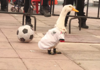 Pato Merlín será registrado ante el IMPI, informa su dueña; abre la puerta a refresquera Pascual para usar su imagen
