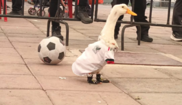 Pato Merlín será registrado ante el IMPI, informa su dueña; abre la puerta a refresquera Pascual para usar su imagen