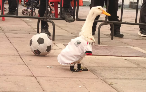 Pato Merlín será registrado ante el IMPI, informa su dueña; abre la puerta a refresquera Pascual para usar su imagen