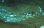 Encuentran un espectacular cementerio de ballenas a 7.000 metros de profundidad