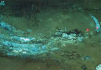 Encuentran un espectacular cementerio de ballenas a 7.000 metros de profundidad