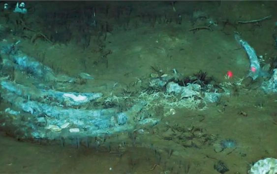 Encuentran un espectacular cementerio de ballenas a 7.000 metros de profundidad