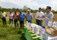 Minatitlán refuerza el control del gusano cogollero en cultivos de maíz Minatitlán refuerza el control del gusano cogollero en cultivos de maíz