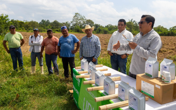 Minatitlán refuerza el control del gusano cogollero en cultivos de maíz